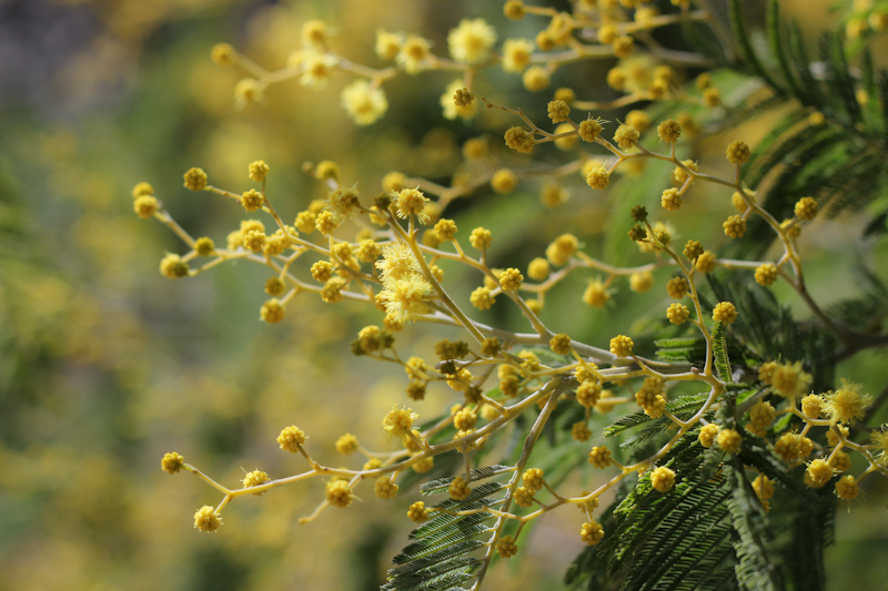 Mimosas en floración dentro de la Quinta de los Molinos de Madrid