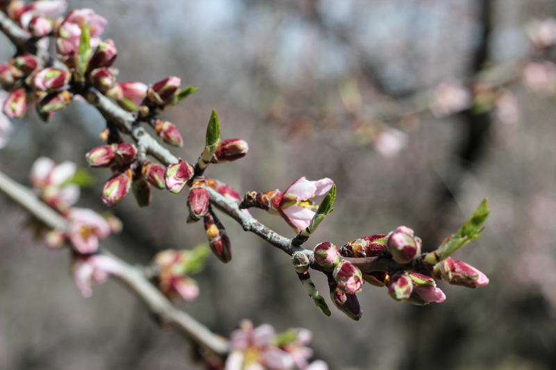 Almendro floreciendo en la Quinta de los Molinos