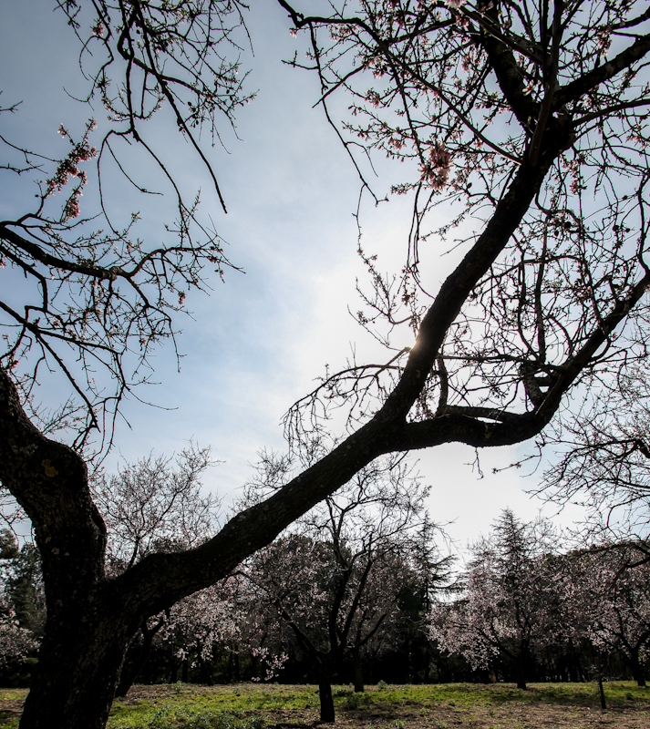 Almendro al contraluz en la Quinta de los Molinos