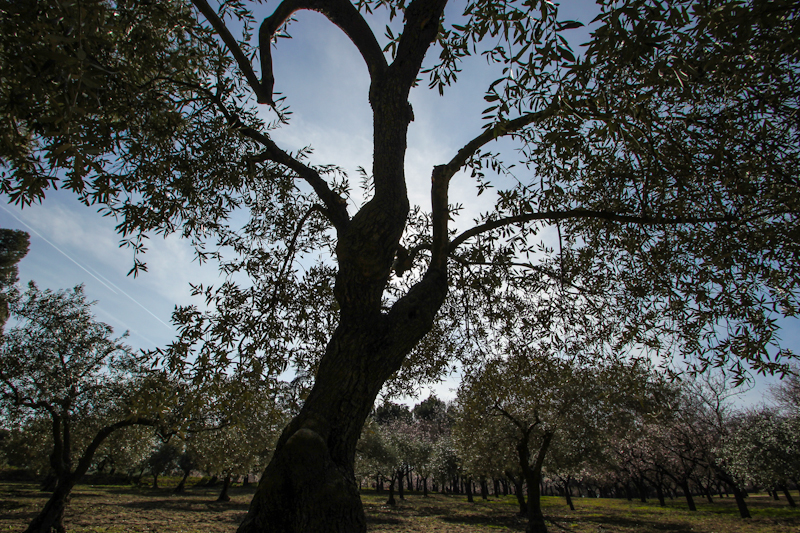 Olivos en la Quinta de los Molinos