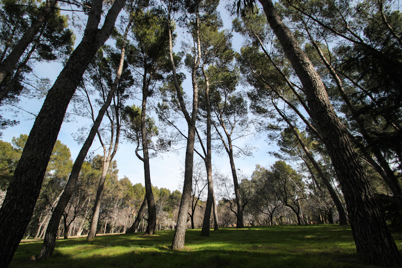 Pinar con almendros de la Quinta de los Molinos de Madrid