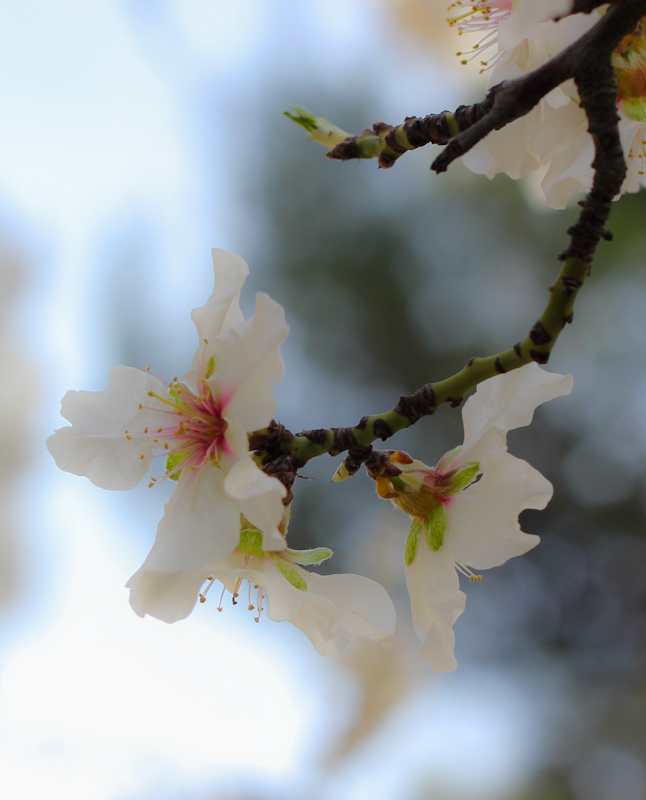 Flores de Almendro en la Quinta de los Molinos