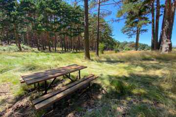 mesa de picnic en el pinar